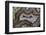 Banded Agate, Sammamish, Washington-Darrell Gulin-Framed Photographic Print