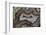 Banded Agate, Sammamish, Washington-Darrell Gulin-Framed Photographic Print