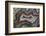 Banded Agate, Sammamish, Washington-Darrell Gulin-Framed Photographic Print