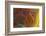 Banded Agate, Sammamish, Washington-Darrell Gulin-Framed Photographic Print