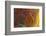 Banded Agate, Sammamish, Washington-Darrell Gulin-Framed Photographic Print