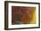 Banded Agate, Sammamish, Washington-Darrell Gulin-Framed Photographic Print