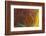 Banded Agate, Sammamish, Washington-Darrell Gulin-Framed Photographic Print