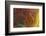 Banded Agate, Sammamish, Washington-Darrell Gulin-Framed Photographic Print