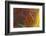 Banded Agate, Sammamish, Washington-Darrell Gulin-Framed Photographic Print