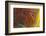 Banded Agate, Sammamish, Washington-Darrell Gulin-Framed Photographic Print