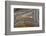 Banded Agate, Sammamish, Washington-Darrell Gulin-Framed Photographic Print