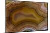 Banded Agate, Sammamish, Washington-Darrell Gulin-Mounted Photographic Print