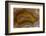 Banded Agate, Sammamish, Washington-Darrell Gulin-Framed Photographic Print