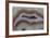 Banded Agate, Sammamish, Washington-Darrell Gulin-Framed Premium Photographic Print