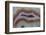 Banded Agate, Sammamish, Washington-Darrell Gulin-Framed Photographic Print