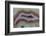 Banded Agate, Sammamish, Washington-Darrell Gulin-Framed Photographic Print