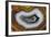 Banded Agate, Sammamish, Washington-Darrell Gulin-Framed Photographic Print