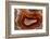 Banded Agate, Sammamish, Washington-Darrell Gulin-Framed Photographic Print