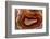 Banded Agate, Sammamish, Washington-Darrell Gulin-Framed Photographic Print