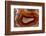 Banded Agate, Sammamish, Washington-Darrell Gulin-Framed Photographic Print