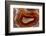 Banded Agate, Sammamish, Washington-Darrell Gulin-Framed Photographic Print