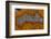 Banded Agate, Sammamish, Washington-Darrell Gulin-Framed Photographic Print