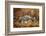 Banded Agate, Sammamish, Washington-Darrell Gulin-Framed Photographic Print