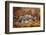 Banded Agate, Sammamish, Washington-Darrell Gulin-Framed Photographic Print