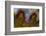 Banded Agate, Sammamish, Washington-Darrell Gulin-Framed Photographic Print