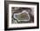 Banded Agate, Sammamish, Washington-Darrell Gulin-Framed Photographic Print