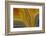 Banded Agate, Sammamish, Washington-Darrell Gulin-Framed Photographic Print