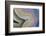 Banded Agate, Sammamish, Washington-Darrell Gulin-Framed Photographic Print