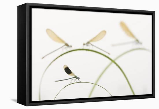 Banded Demoiselle (Calopteryx Splendens) Group Of Four On Plant Stems, River Leijgraaf, Nijmegen-Edwin Giesbers-Framed Premier Image Canvas