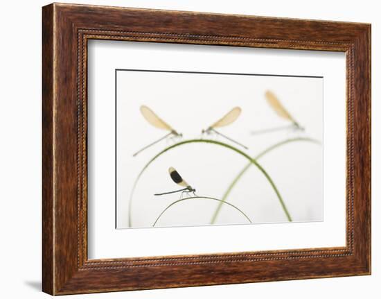 Banded Demoiselle (Calopteryx Splendens) Group Of Four On Plant Stems, River Leijgraaf, Nijmegen-Edwin Giesbers-Framed Photographic Print