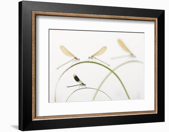 Banded Demoiselle (Calopteryx Splendens) Group Of Four On Plant Stems, River Leijgraaf, Nijmegen-Edwin Giesbers-Framed Photographic Print