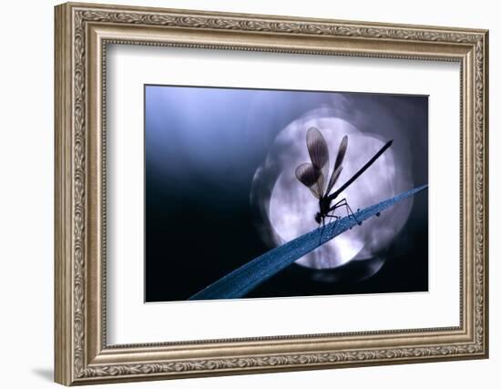 Banded demoiselle damselfly male roosting on reed, UK-Ross Hoddinott-Framed Photographic Print