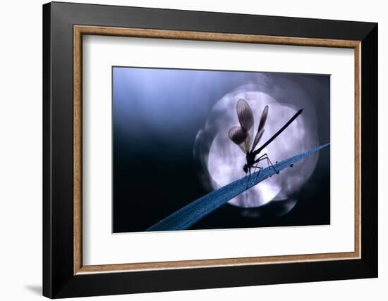 Banded demoiselle damselfly male roosting on reed, UK-Ross Hoddinott-Framed Photographic Print