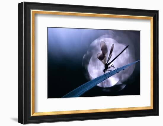 Banded demoiselle damselfly male roosting on reed, UK-Ross Hoddinott-Framed Photographic Print