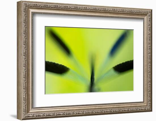 Banded demoiselle damselfly roosting among grasses, UK-Ross Hoddinott-Framed Photographic Print