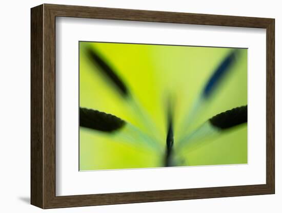 Banded demoiselle damselfly roosting among grasses, UK-Ross Hoddinott-Framed Photographic Print