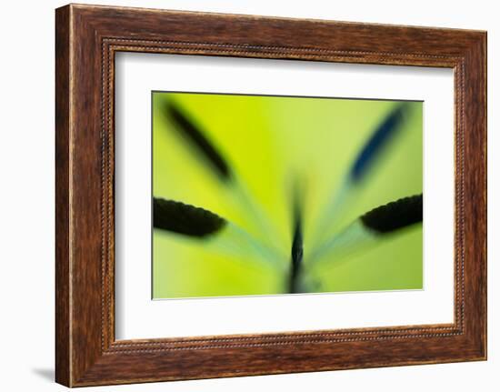 Banded demoiselle damselfly roosting among grasses, UK-Ross Hoddinott-Framed Photographic Print