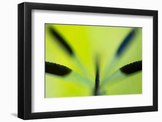 Banded demoiselle damselfly roosting among grasses, UK-Ross Hoddinott-Framed Photographic Print