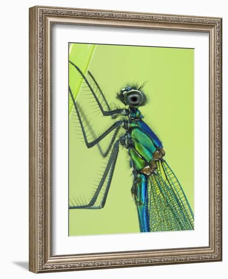 Banded demoiselle male close up detail of head and thorax, Hertfordshire, England, UK-Andy Sands-Framed Photographic Print