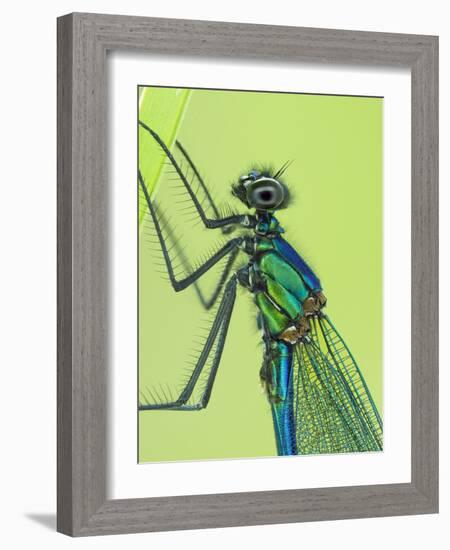 Banded demoiselle male close up detail of head and thorax, Hertfordshire, England, UK-Andy Sands-Framed Photographic Print