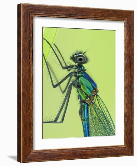 Banded demoiselle male close up detail of head and thorax, Hertfordshire, England, UK-Andy Sands-Framed Photographic Print