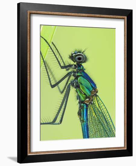 Banded demoiselle male close up detail of head and thorax, Hertfordshire, England, UK-Andy Sands-Framed Photographic Print