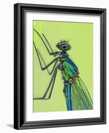 Banded demoiselle male close up detail of head and thorax, Hertfordshire, England, UK-Andy Sands-Framed Photographic Print