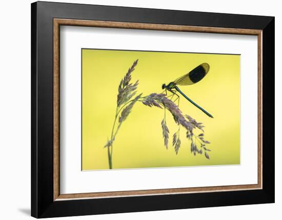 Banded demoiselle male, Lower Tamar Lakes, Cornwall, UK-Ross Hoddinott-Framed Photographic Print