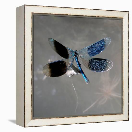 Banded Demoiselle, Spreaded Wings, Mating Behaviour-Harald Kroiss-Framed Premier Image Canvas