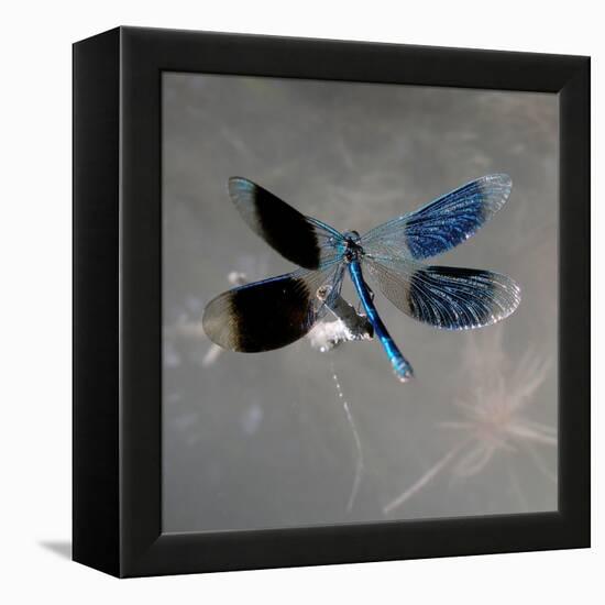 Banded Demoiselle, Spreaded Wings, Mating Behaviour-Harald Kroiss-Framed Premier Image Canvas