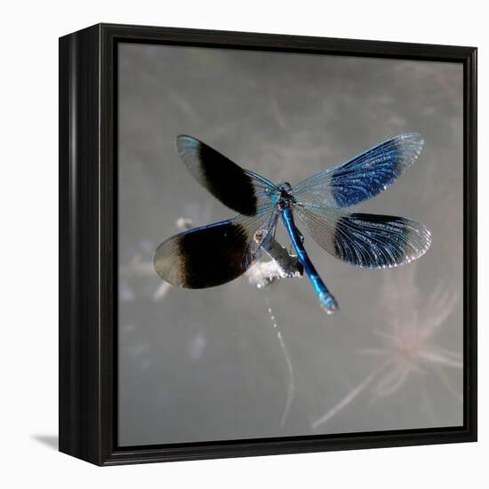 Banded Demoiselle, Spreaded Wings, Mating Behaviour-Harald Kroiss-Framed Premier Image Canvas