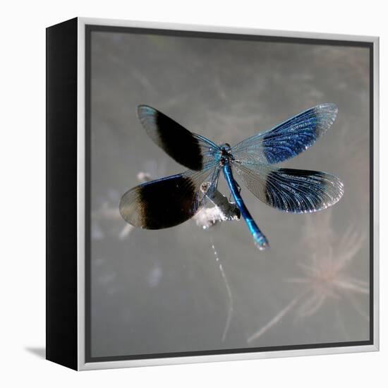 Banded Demoiselle, Spreaded Wings, Mating Behaviour-Harald Kroiss-Framed Premier Image Canvas