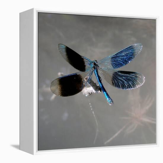 Banded Demoiselle, Spreaded Wings, Mating Behaviour-Harald Kroiss-Framed Premier Image Canvas