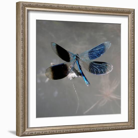 Banded Demoiselle, Spreaded Wings, Mating Behaviour-Harald Kroiss-Framed Photographic Print
